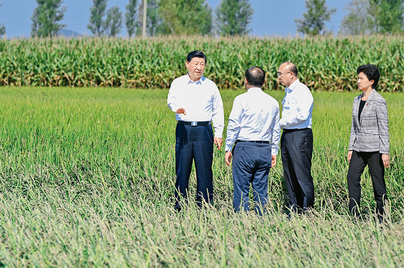 2023年9月6日至8日,中共中央总书记、国家主席、中央军委主席习近平在黑龙江考察。这是7日上午,习近平在遭受洪涝灾害的哈尔滨尚志市老街基乡龙王庙村,察看水稻受灾情况。 新华社记者 殷博古/摄